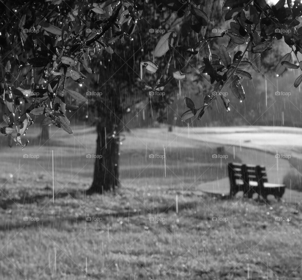 Raining on the golf course in the morning sunlight! Droplets of rain fall from the tree adding to the ambience!