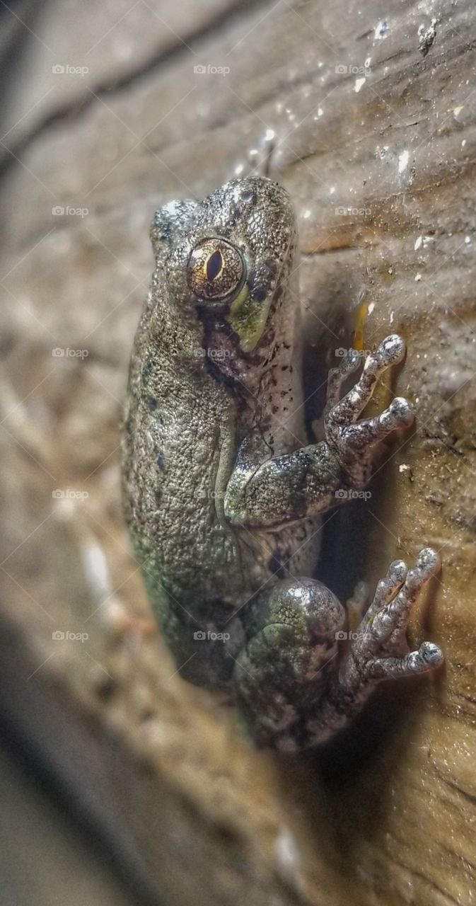 tree frog bug hunting