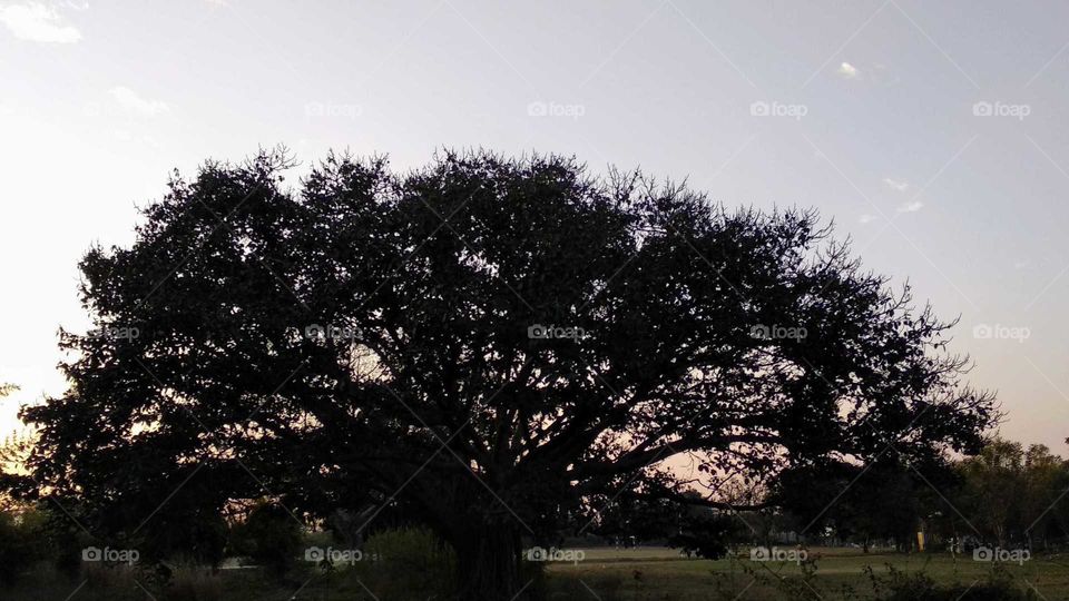 tree and dusk