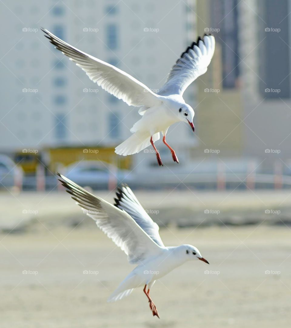 Lovely seagulls preparing to land at Juffair in Bahrain