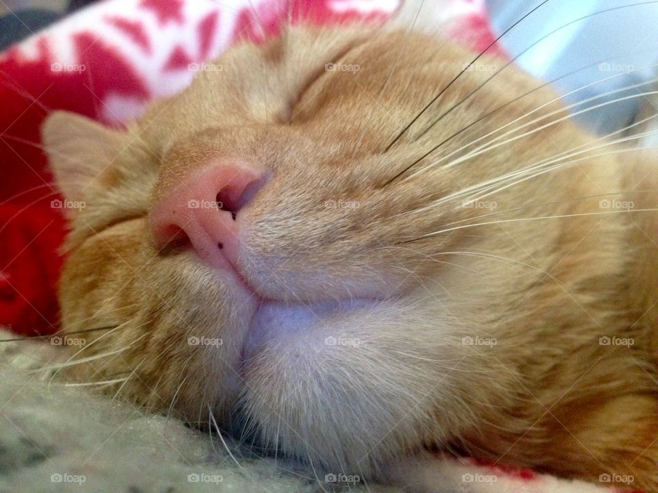 Orange kitty sound asleep . 