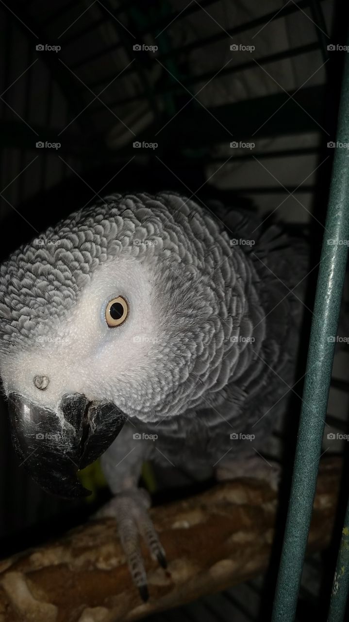 Parrot up close. Congo African Grey Parrot.