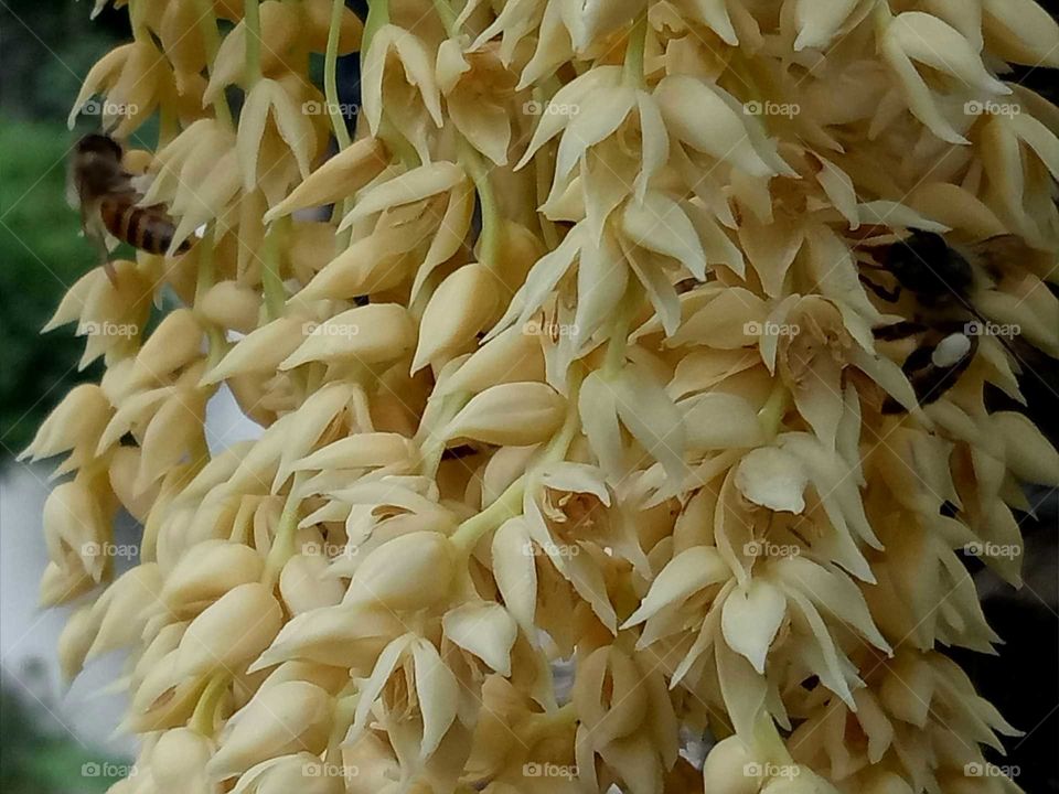Pygmy Date palm cream Coloured flowers with Bees pollinating