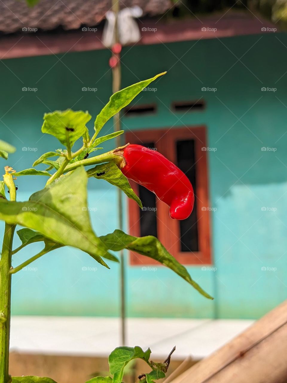 chilli🌶️🥵😃