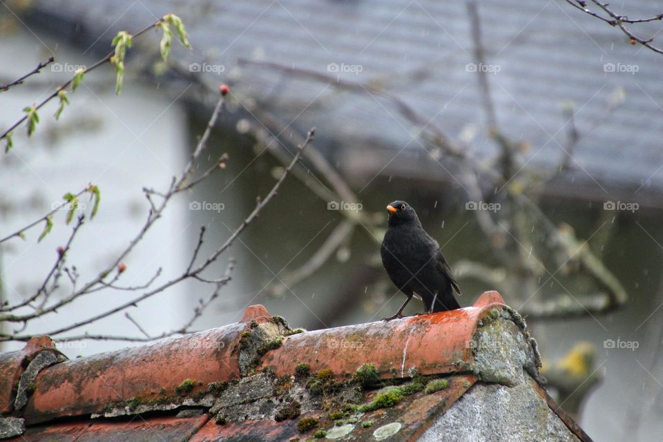 Close-up of a blackbird sitting on a roof in the rain
