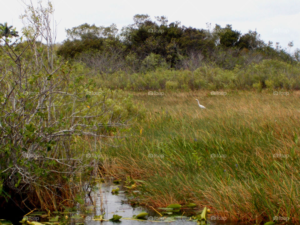 Swamp green. Springtime 