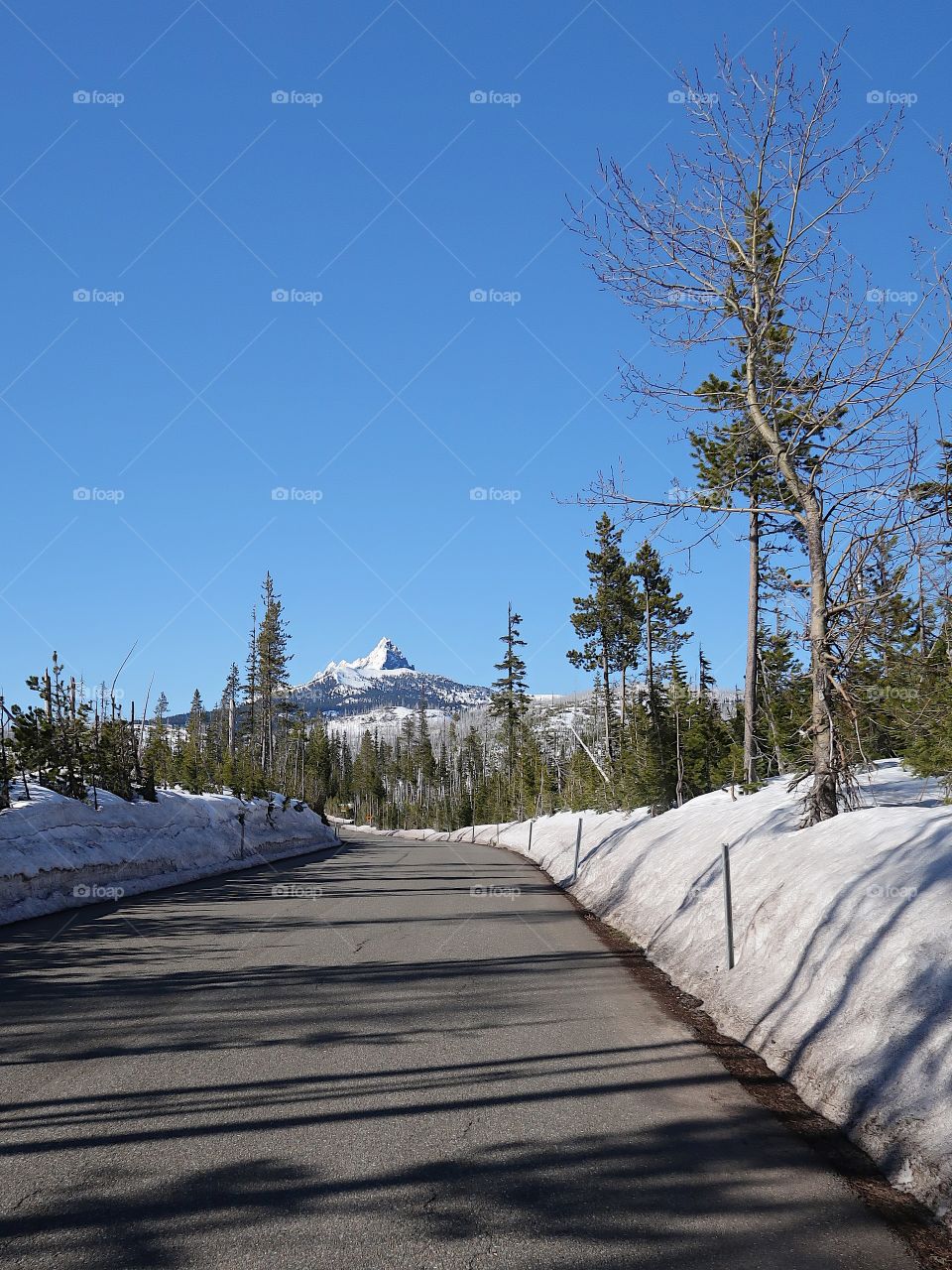 The magnificent snow covered Three Fingered Jack in Oregon’s Cascade Mountain Range against a clear blue sky on a beautiful spring day.
