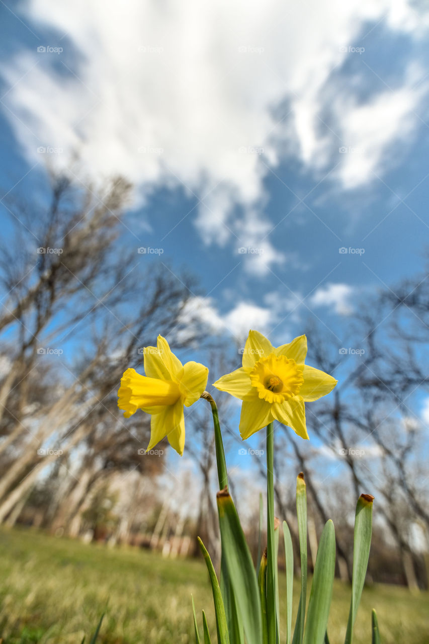 Nature, No Person, Flower, Flora, Field