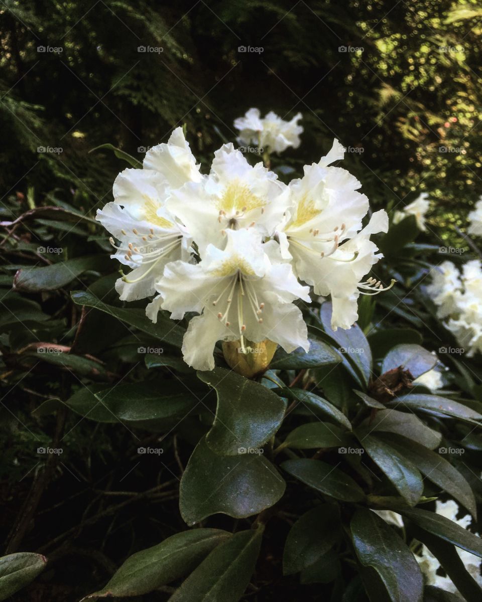 Рододендрон