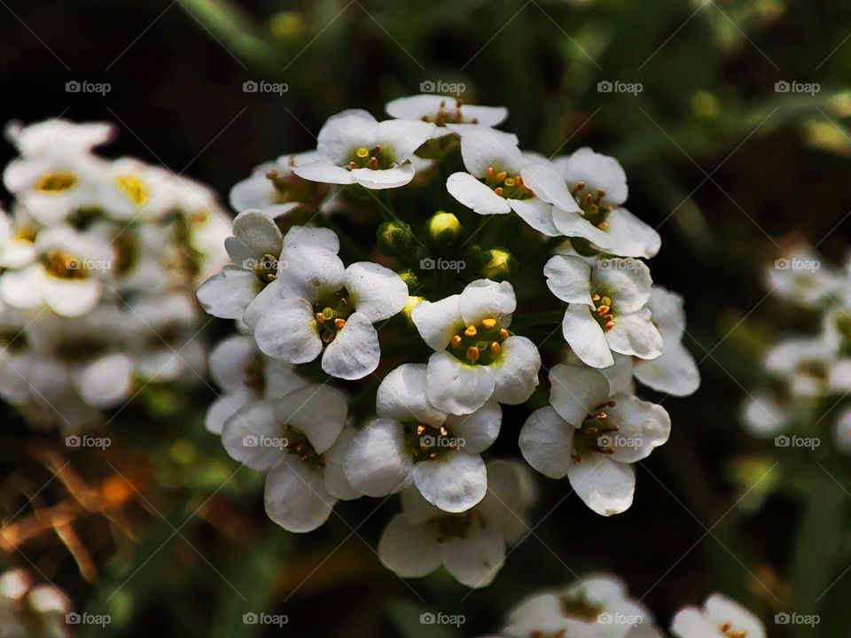 Macro photo of flower growing in the garden
