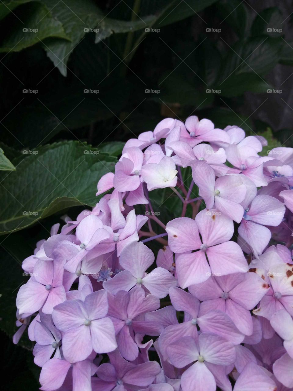 hydrangea