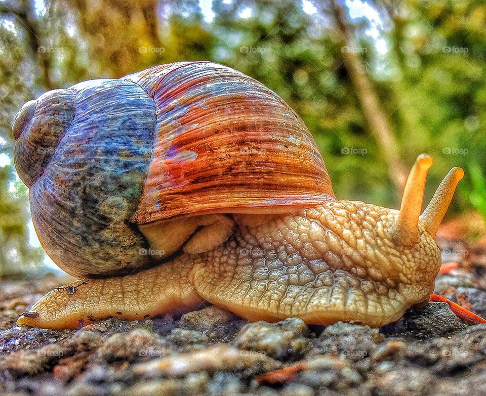 snail