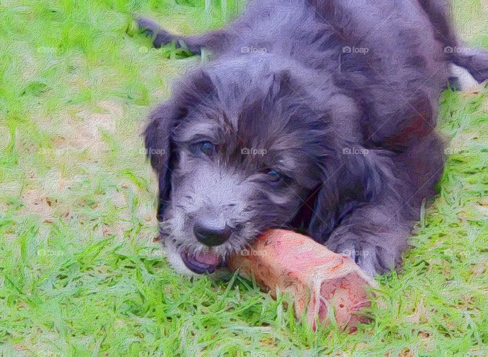 Woofy the puppy dog chewing on a bone. This is a photograph that was adjusted by iPhone app Brushstroke to make it look like an oil painting.