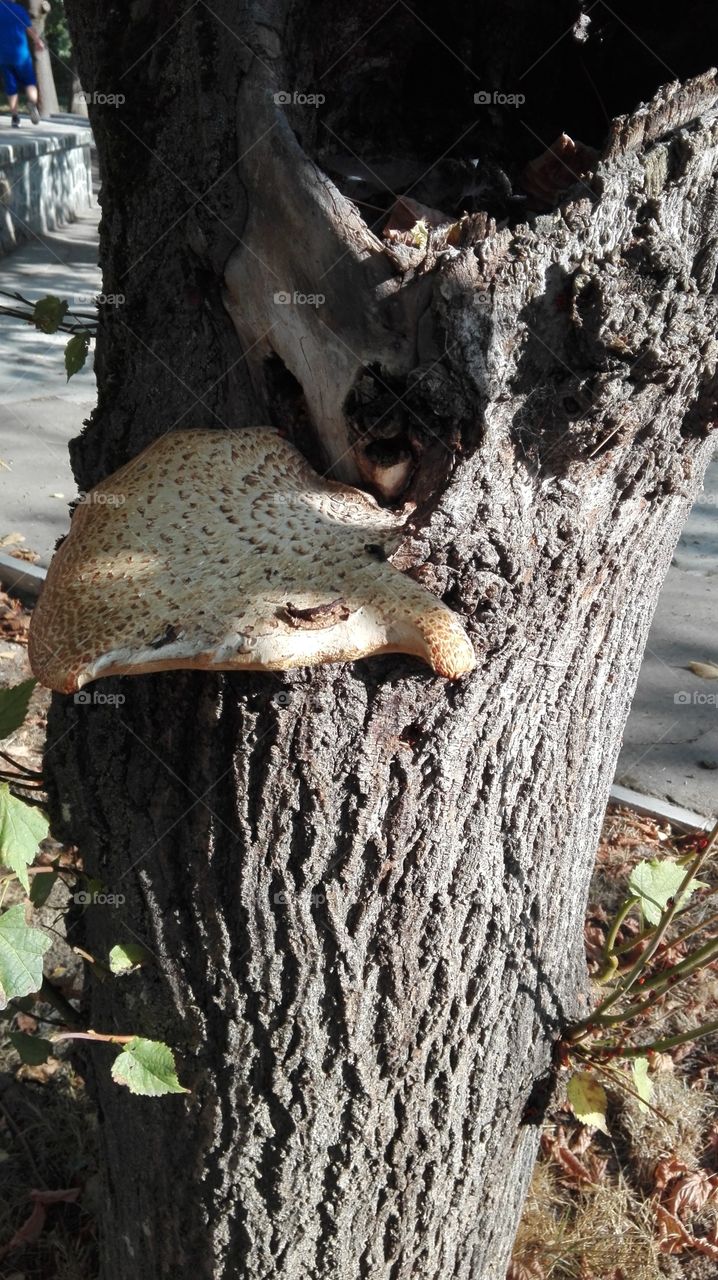 Mushroom, tree