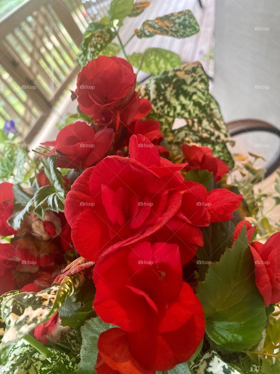 A sweet photograph of the epitome of summertime in Michigan. The soft red petals of the flowers transcend you into relaxing on the front porch with a good book or meditation. A bronze colored watering can, wooden deck, and wooden gate are featured. 