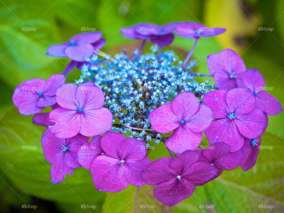 Purple Hydrangea