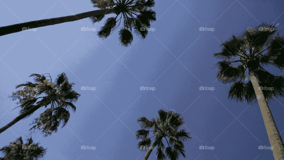 Palm Tree Skies