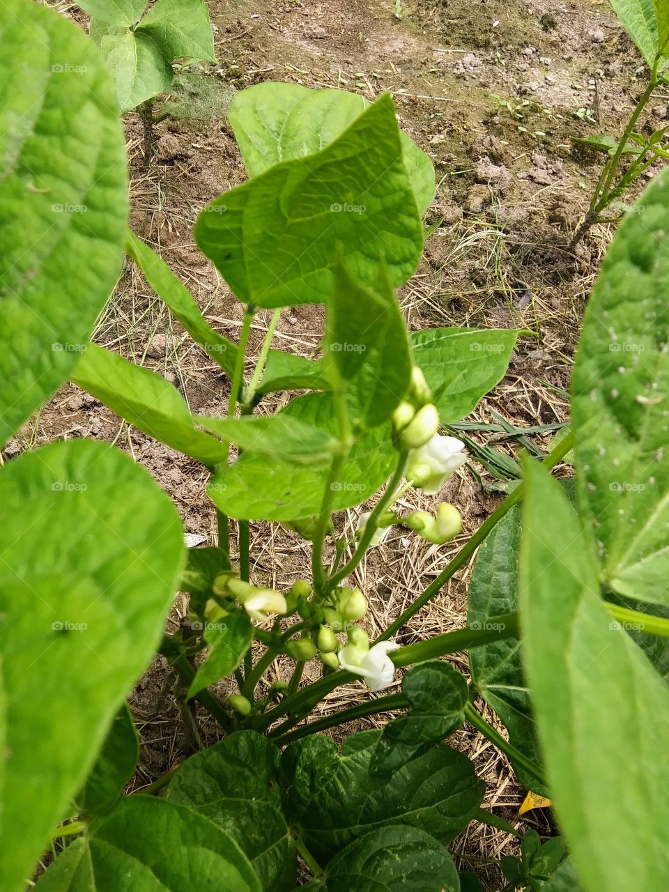 bush bean in bloom