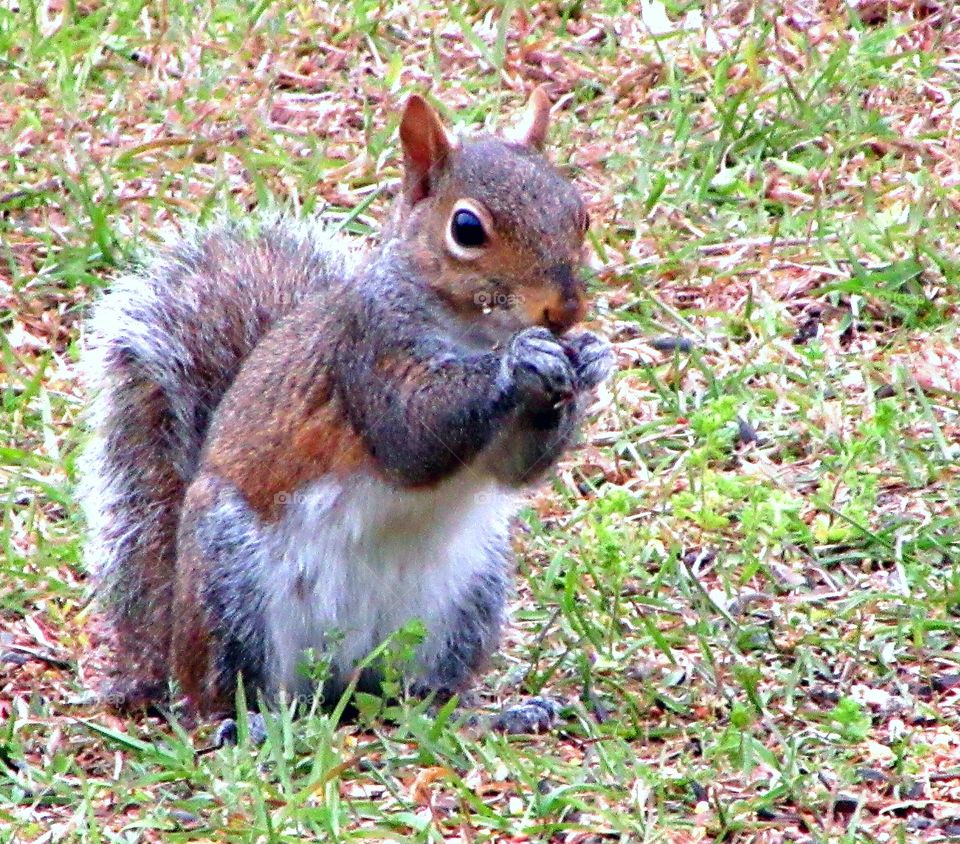 Snacking Squirrel