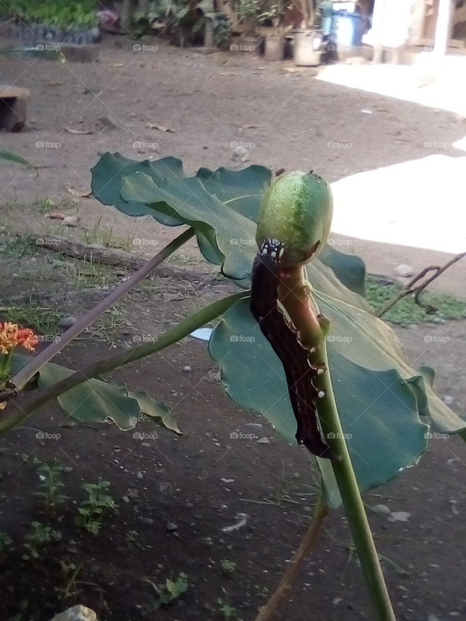 caterfillar eat in flower