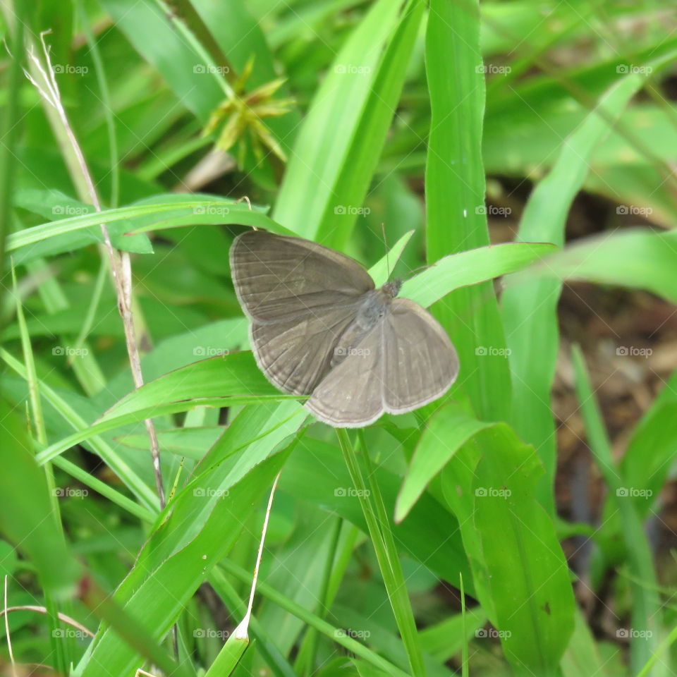 Grey butterfly
