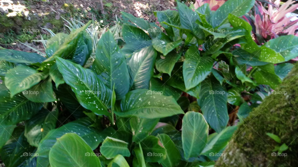 COMIGO NINGUÉM PODE