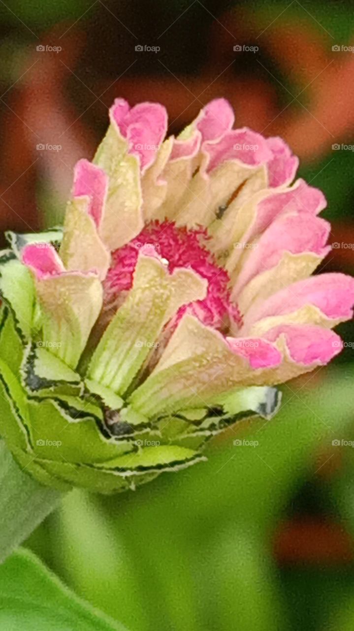 pink flower