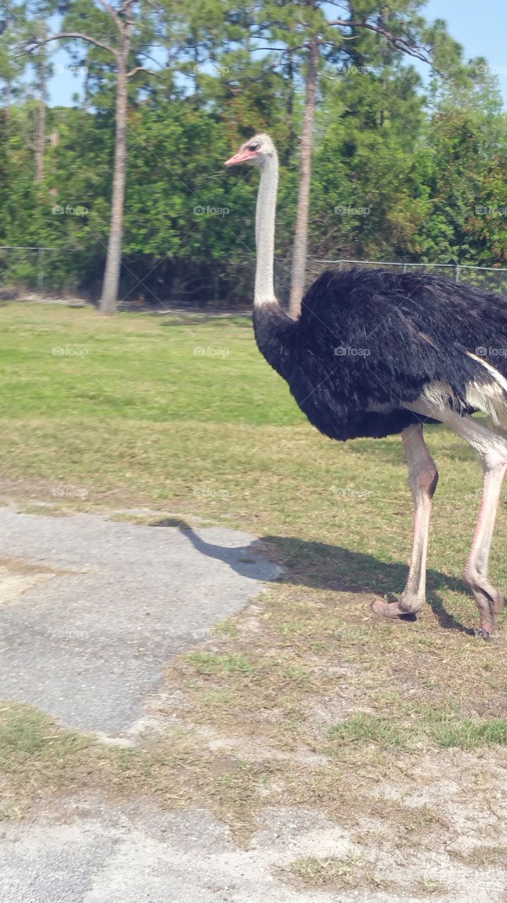 Ostrich in Florida