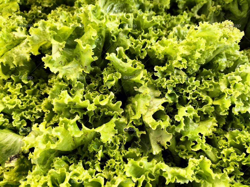 Green mustard leaf abstract image