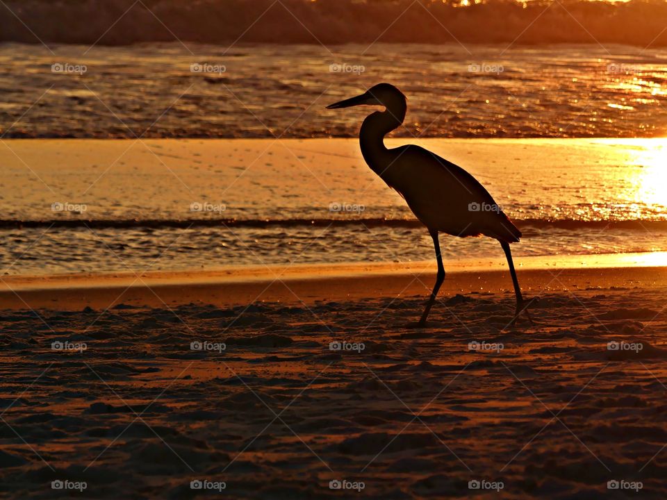 Great Blue Heron walking on the beach - Silhouettes are a wonderful way to convey drama, mystery, ... The perfect light for this is placing your subject in front of a sunset or sunrise – but really any bright light will be.