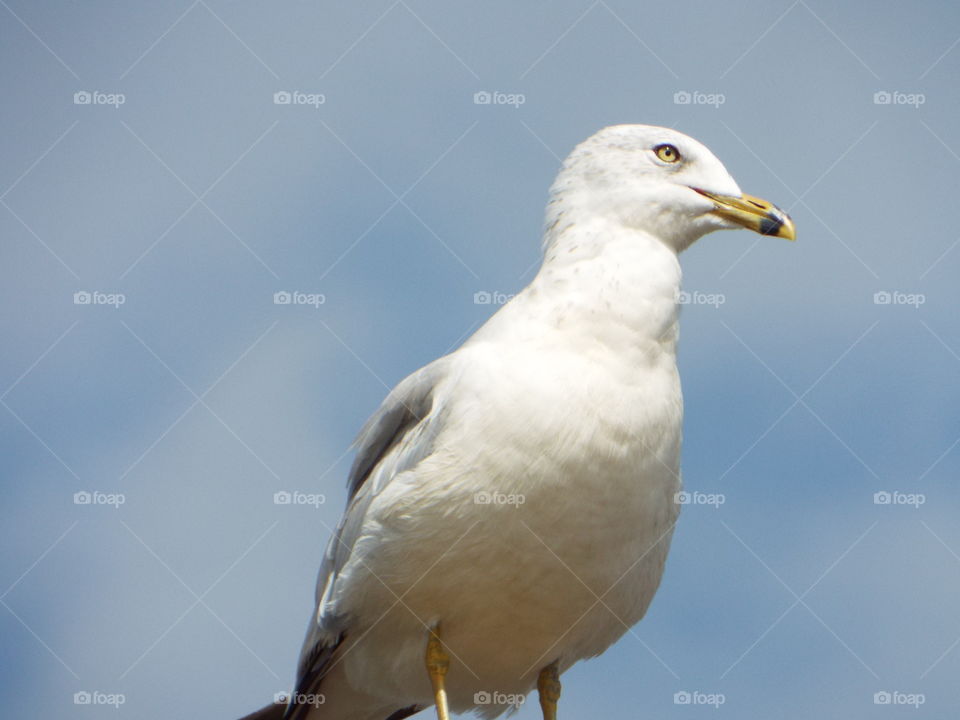 seagull