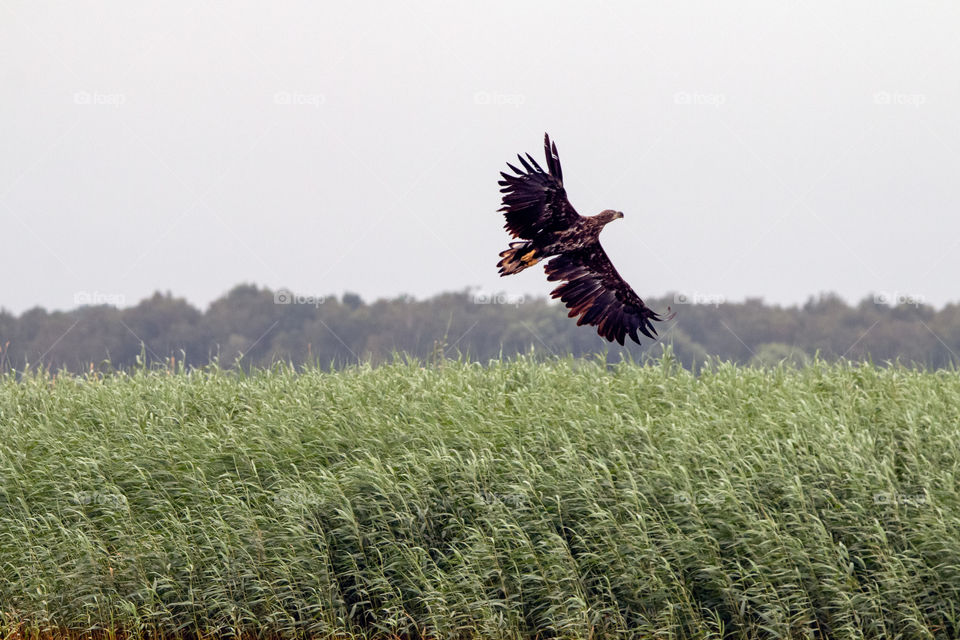 The white tailed eagle in the flight