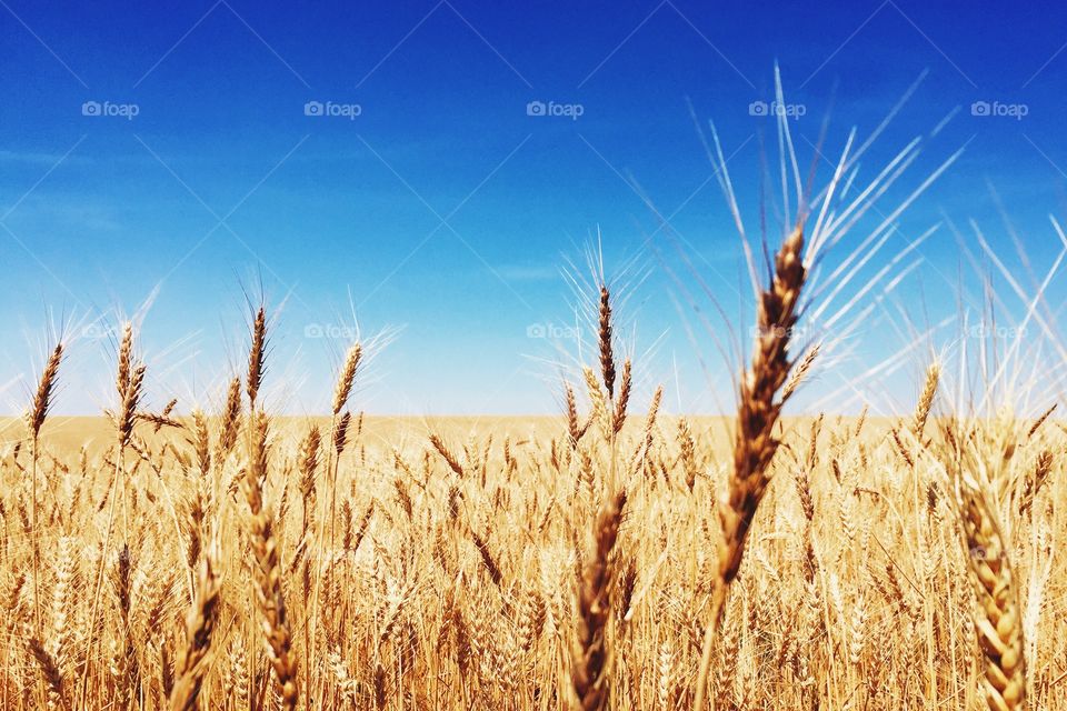 White for harvesting . Wheat field in Washington state 