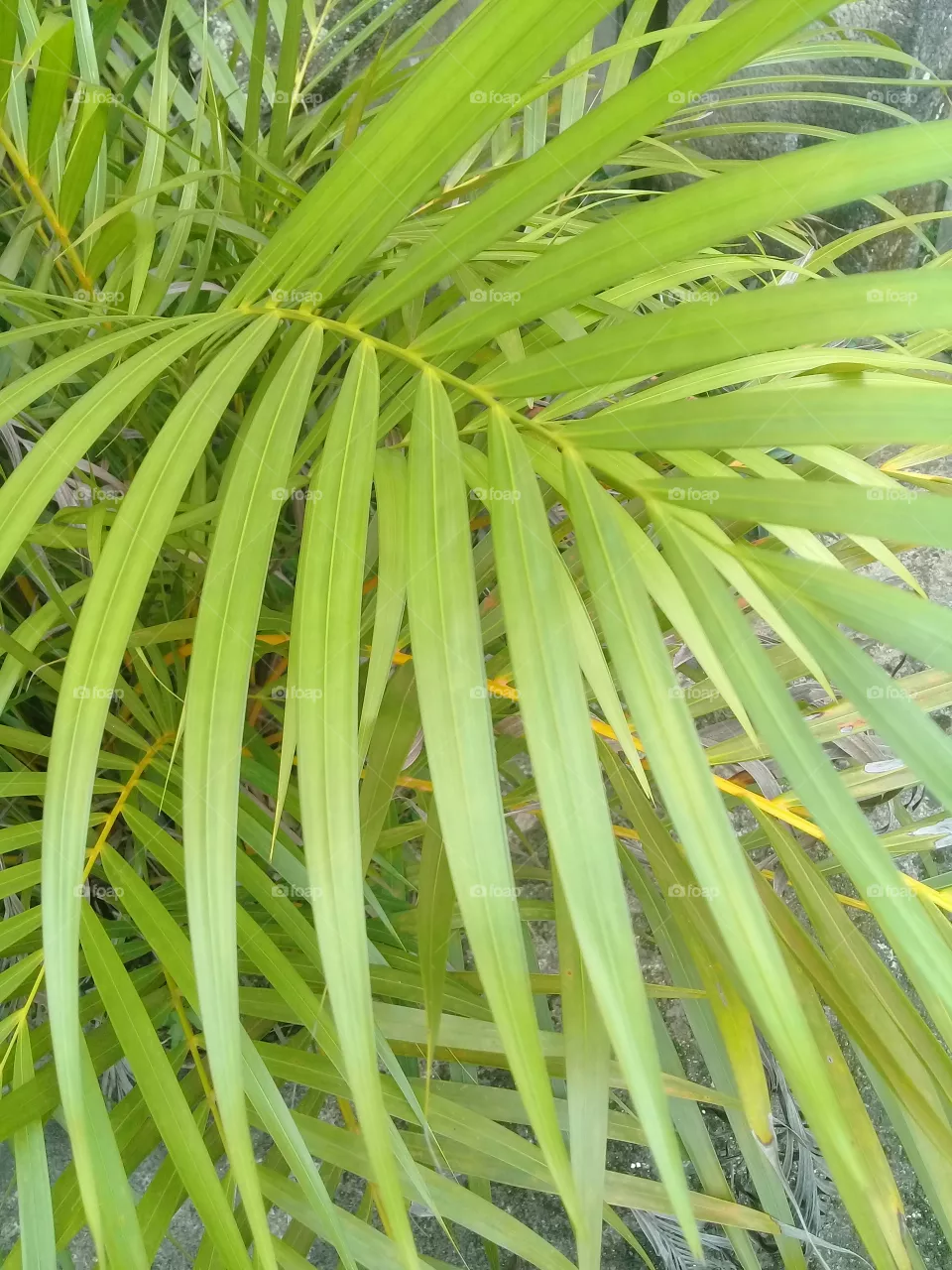 Palm