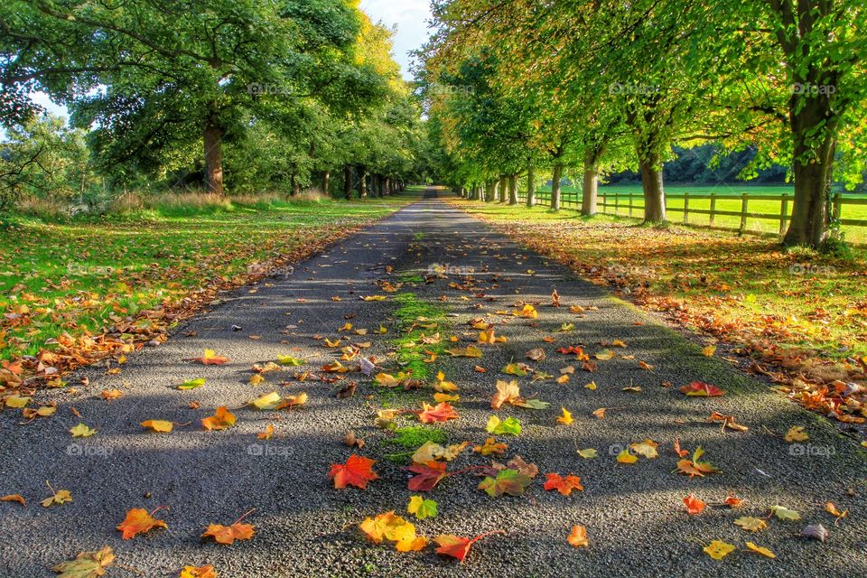 Autumnal Avenue. A English tree lined avenue on a warm autumn day.