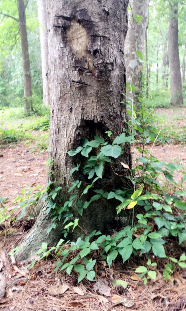 Trees have been here for thousands of years, just watching ya. What have they seen? And what would they say?