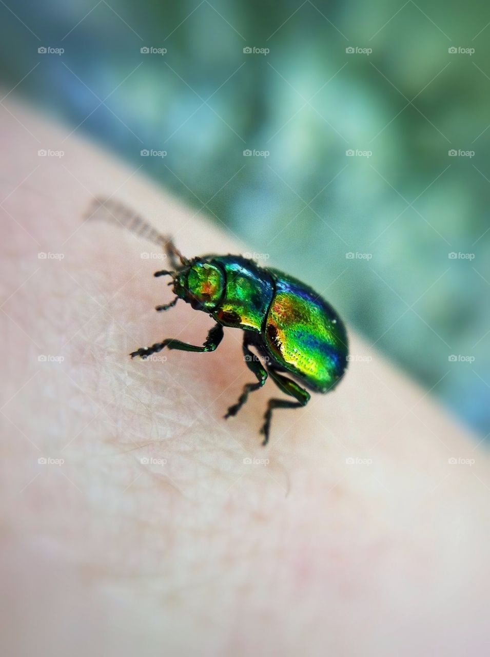 green nature macro closeup by miss_falcon