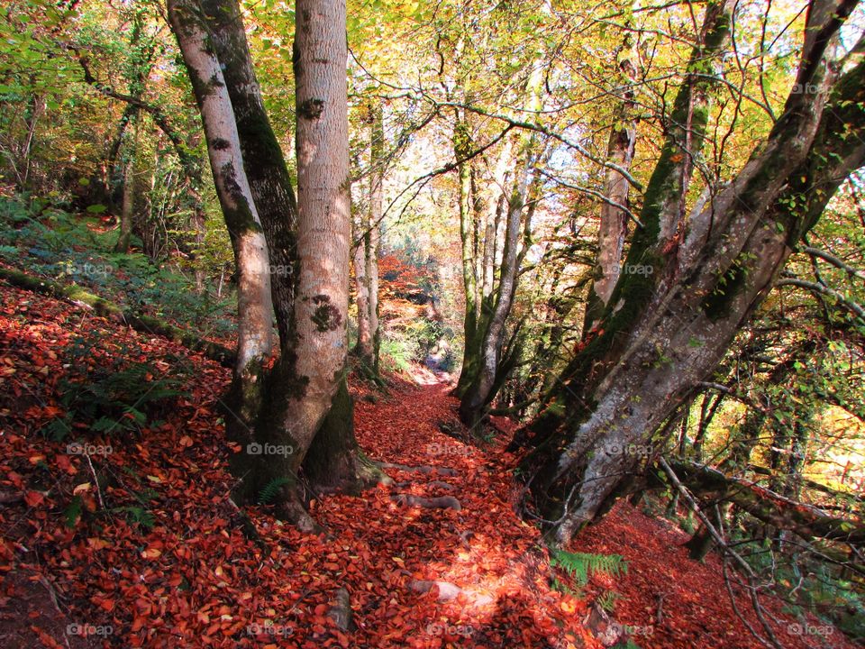 A narrow path through woodland on exmoor