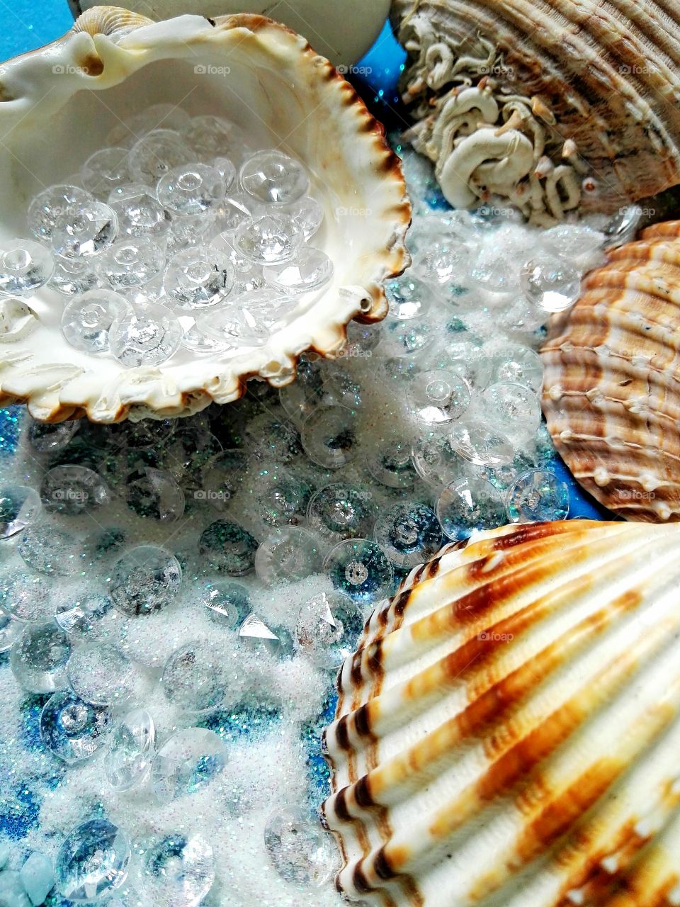 high angle view of sea shells