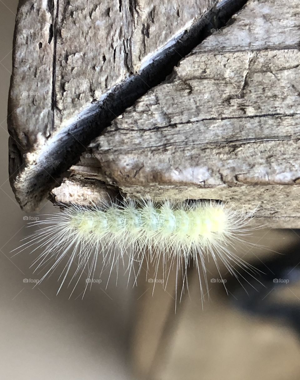 Spiny Caterpillar