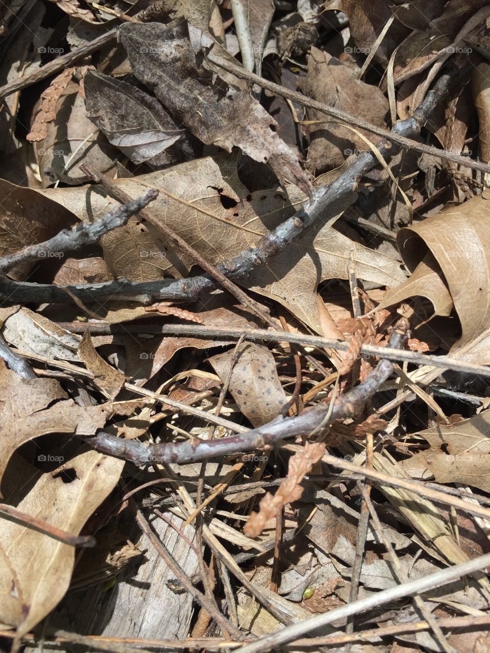 Creative textures 
Leaves