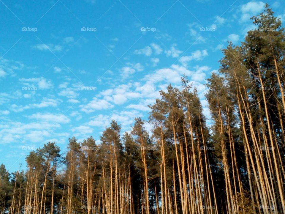 Wood, Tree, Landscape, Nature, No Person