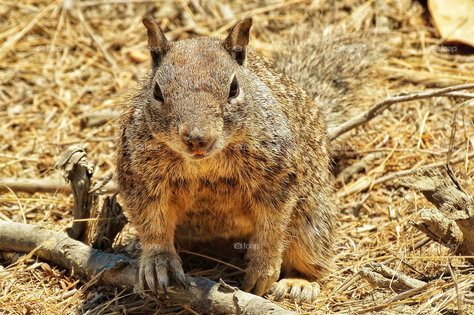 California ground squirrel