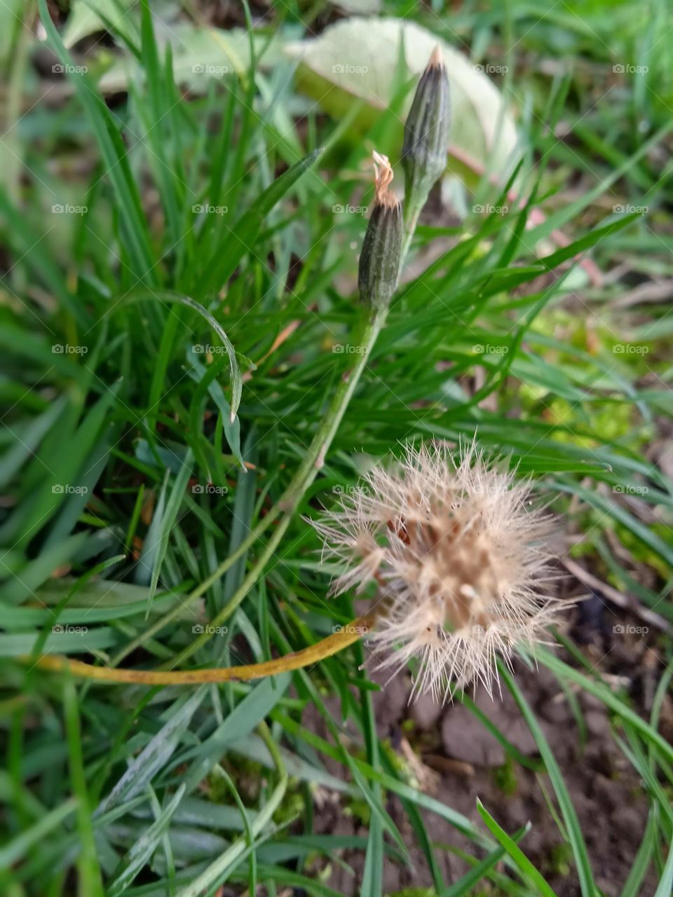 Кульба́ба осе́нняя 
(Scorzoneroides autumnalis) 