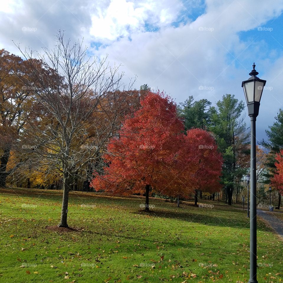 Autumn tree and bare tree
