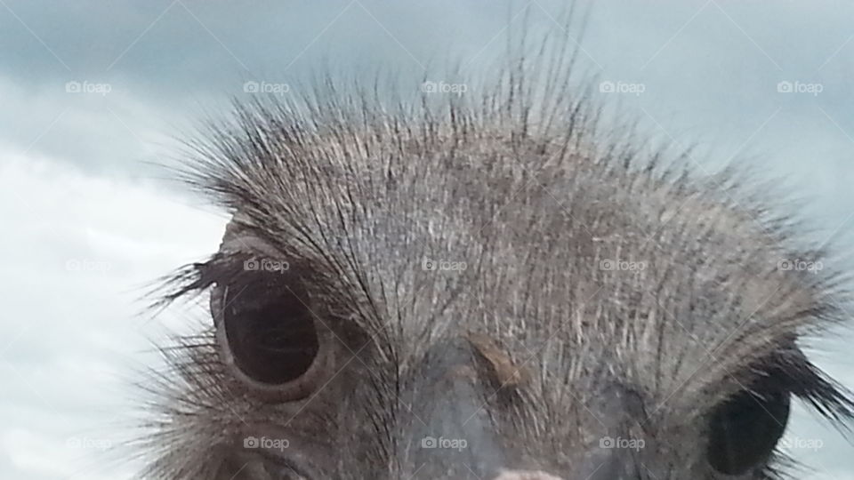 This is an ostrich staring me down