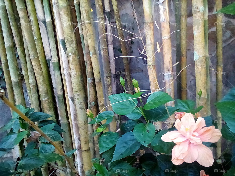 bamboo