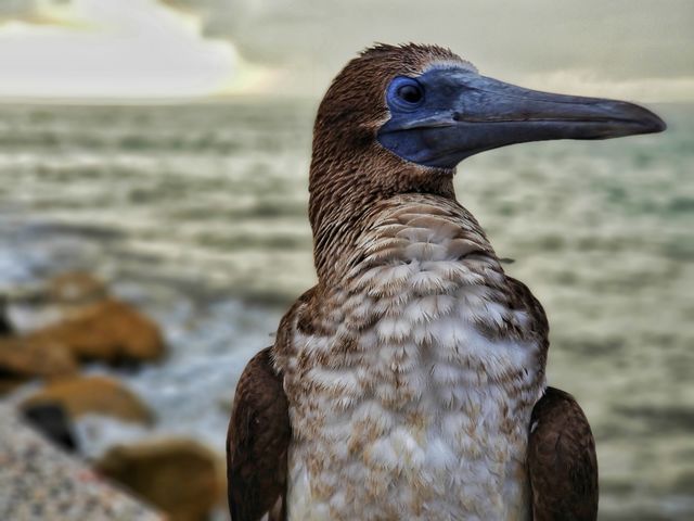 blue footed booby