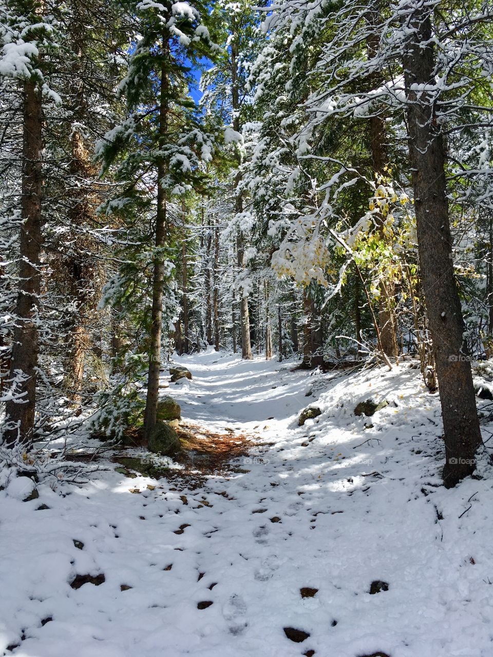 Winter path