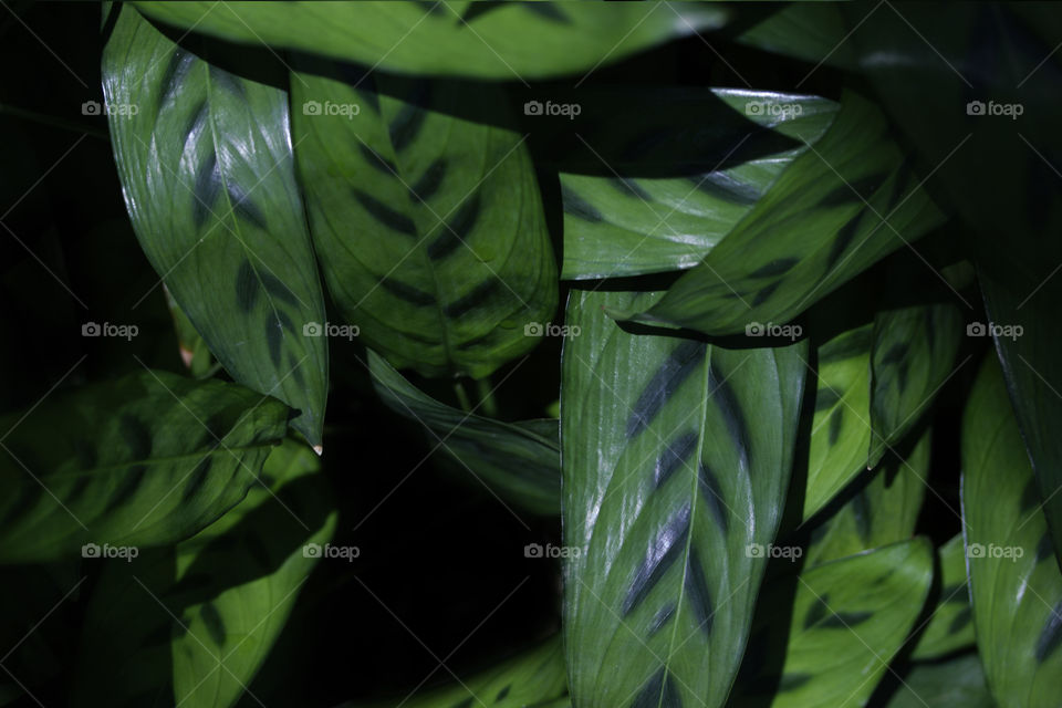 Green Background of leaves